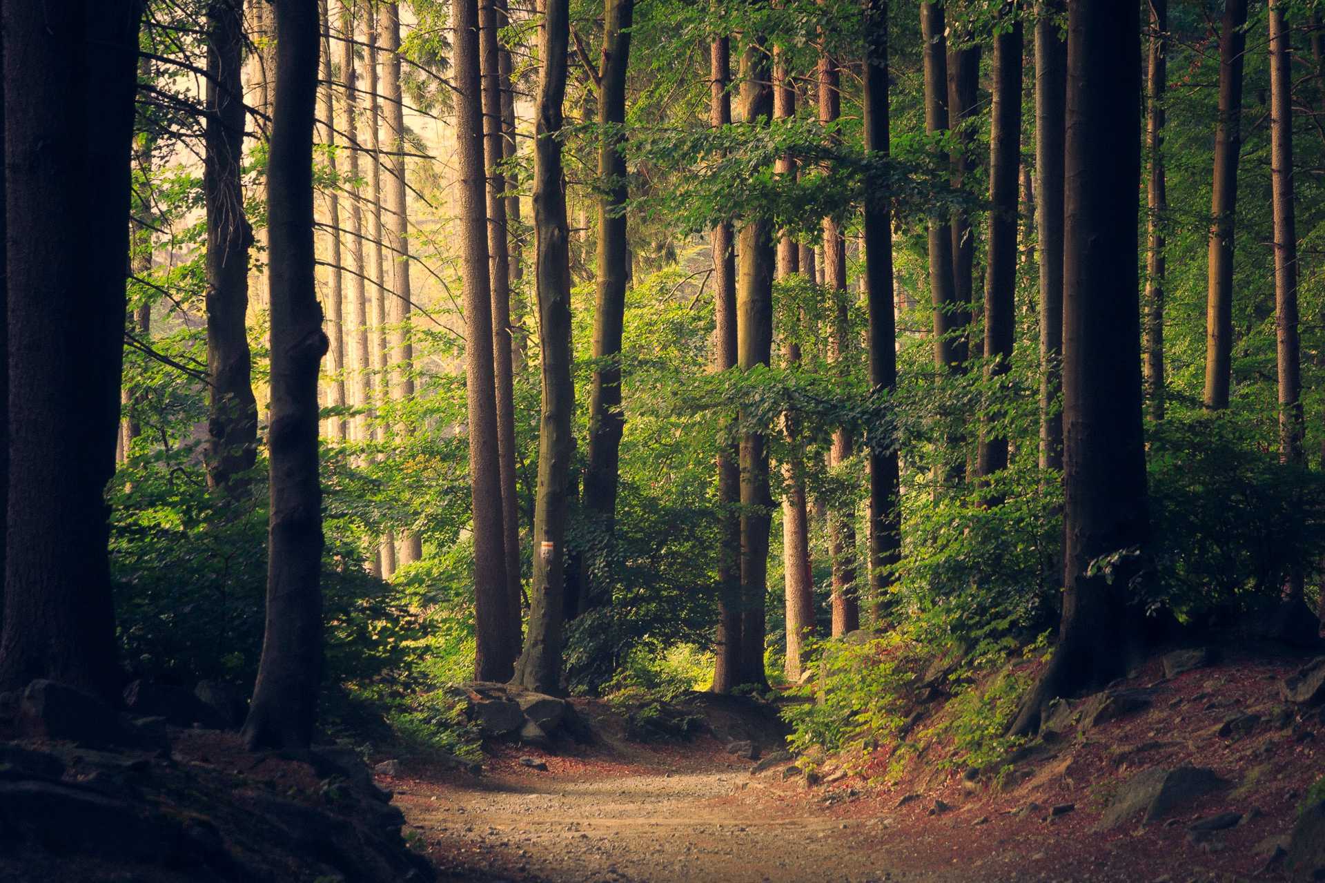 A forest with many trees, the foreground dark, and sunlight filtering through the trees in the distance