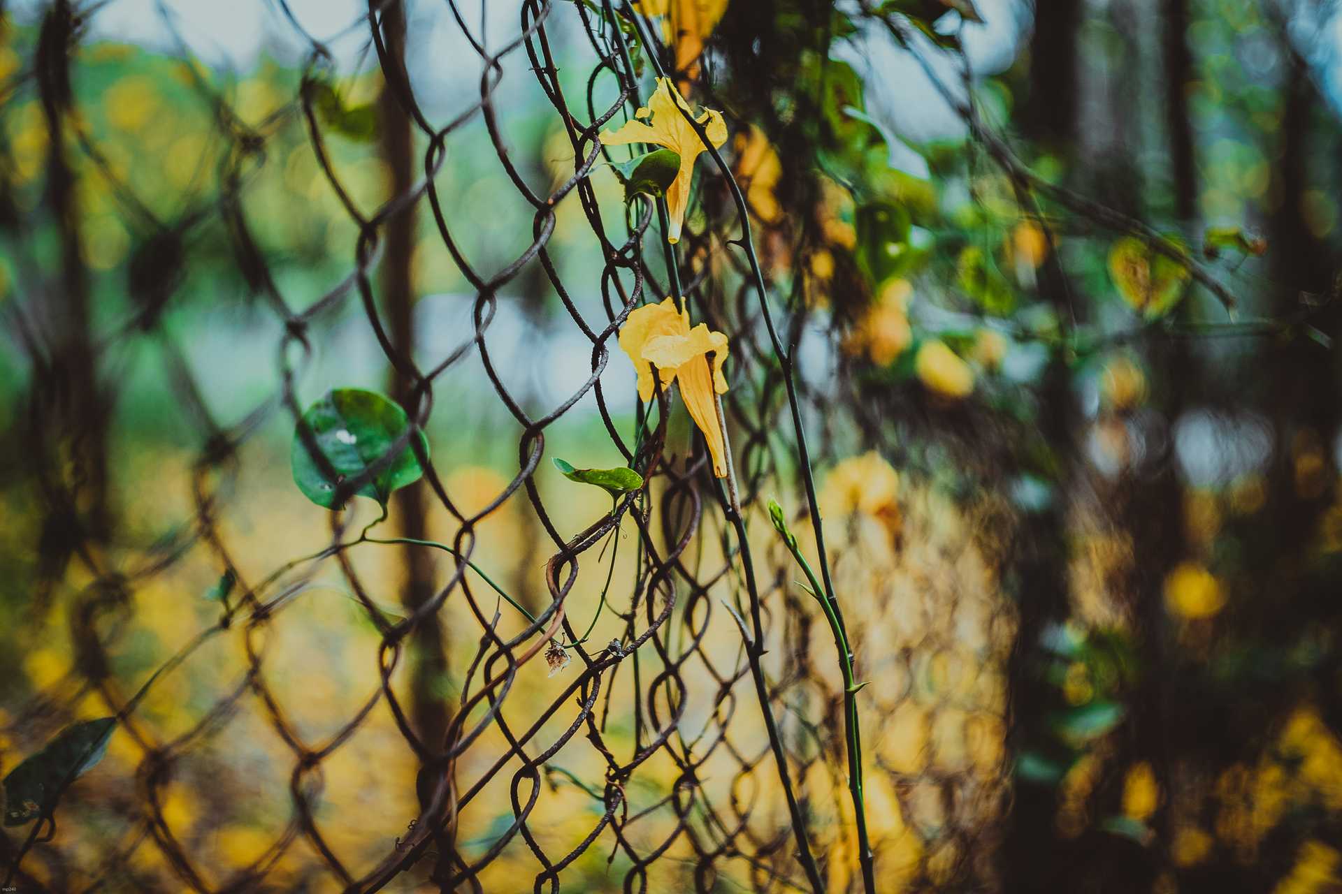 Chain link fence with yellow flowers growing on it.